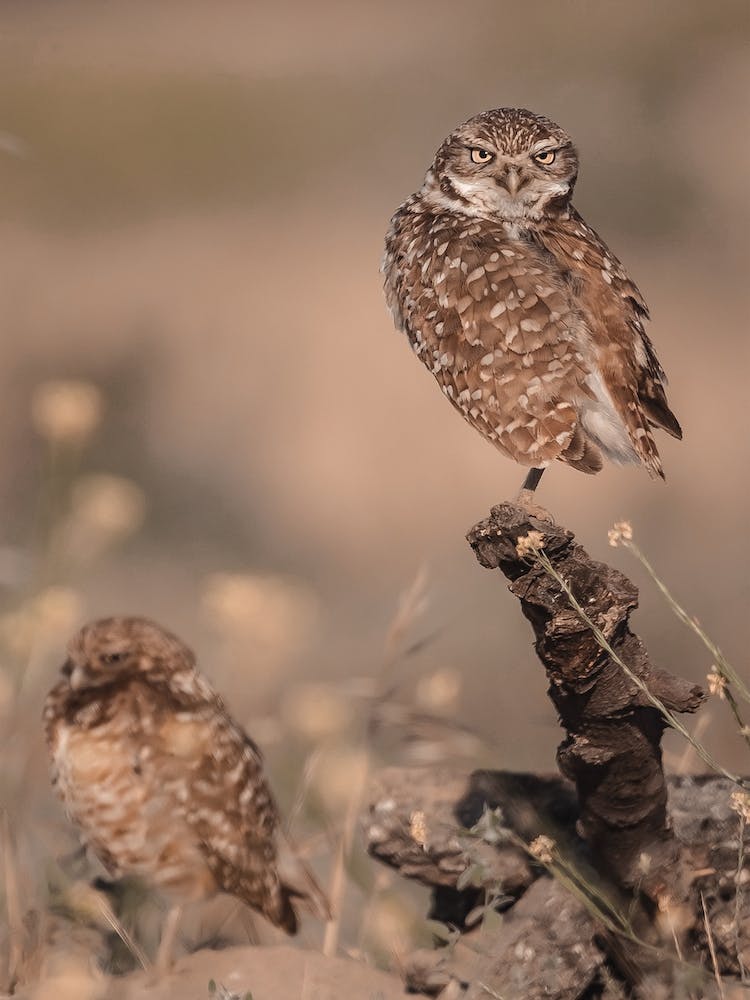 Burrowing Owl Sunset