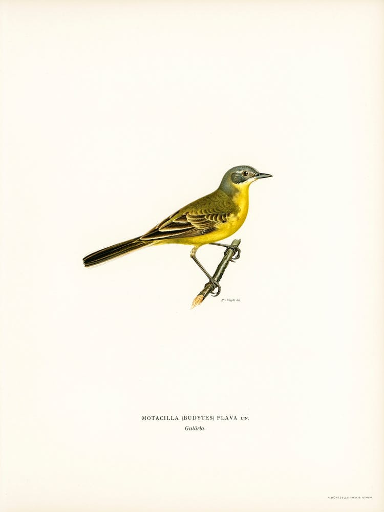Western Yellow Wagtail, The Von Wright Brothers