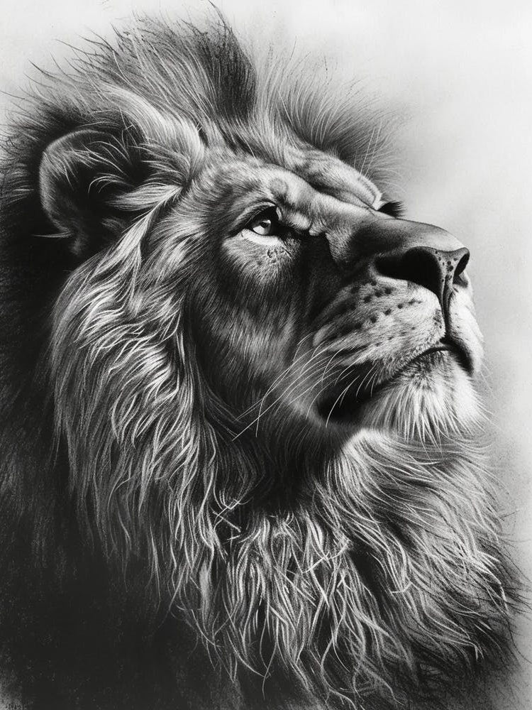 Barbary Lion Charcoal Drawing Portrait Close Up 1
