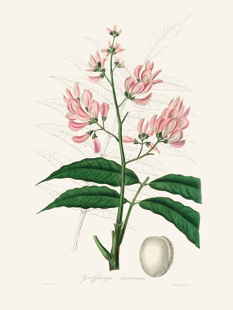 Vintage Botanical John Stephenson and James Morss Churchill_2731667