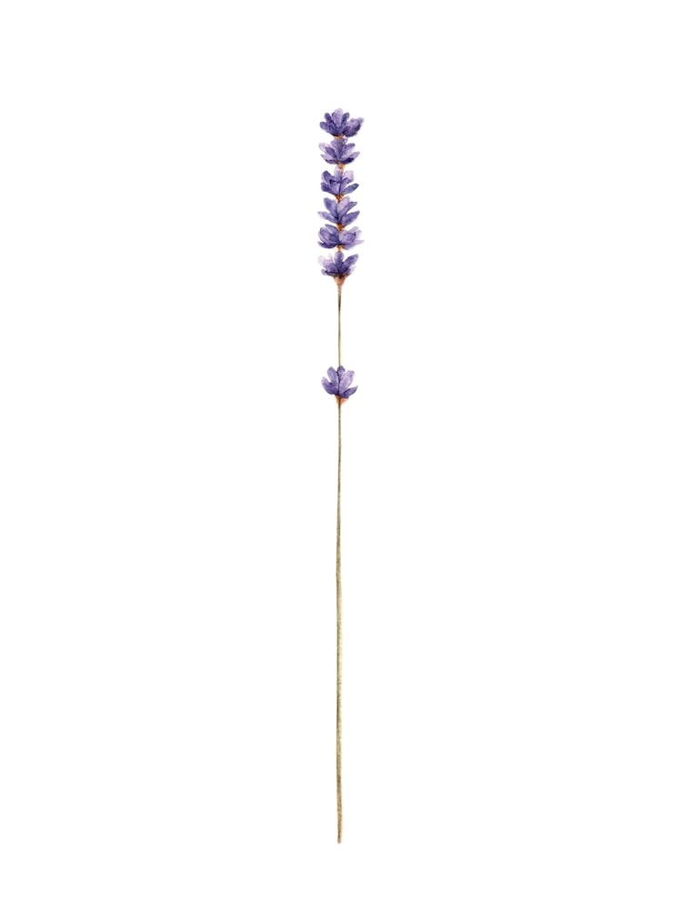 Lavender