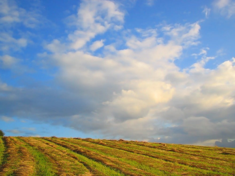 Field after hay harvest