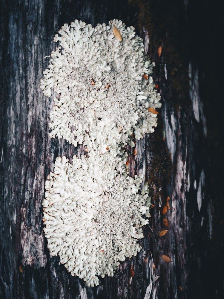 Fungus On A Tree Stump
