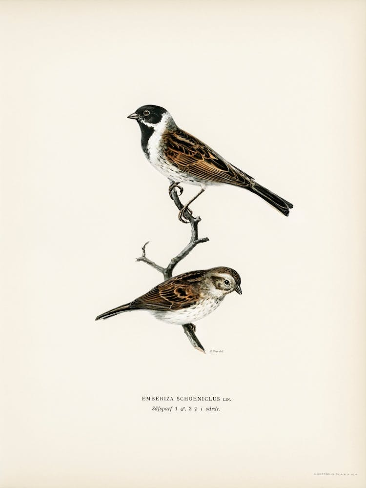 Reed Bunting, The Von Wright Brothers