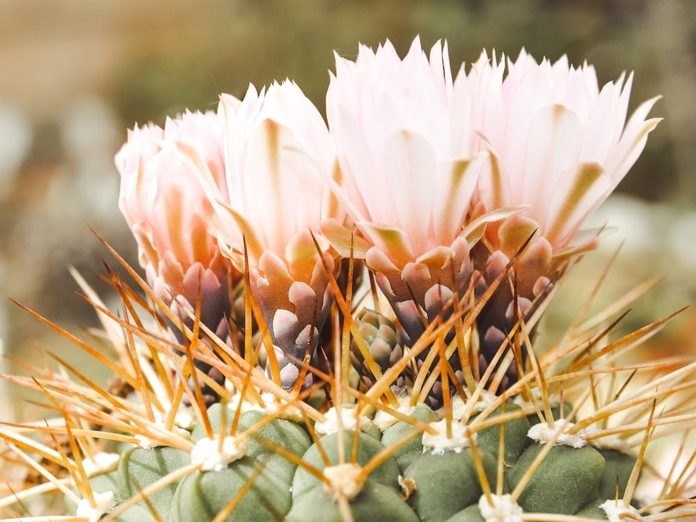 Pastel Cactus Flowers