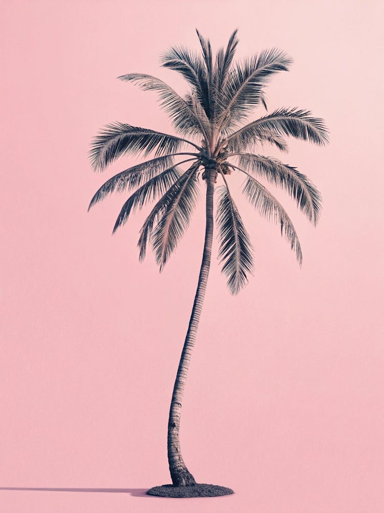 Palm Tree On Pink Background art print