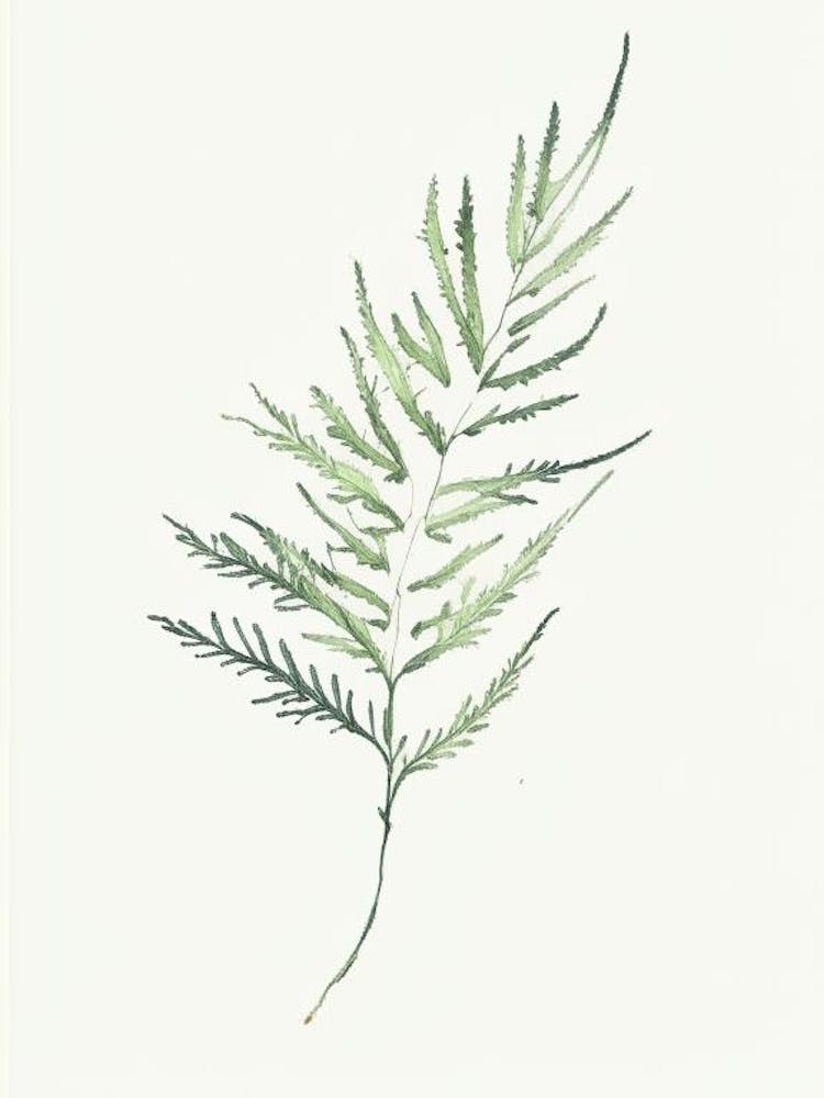 Artemisia Leaf Minimalist Watercolour