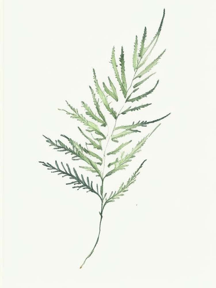 Artemisia Leaf Minimalist Watercolour