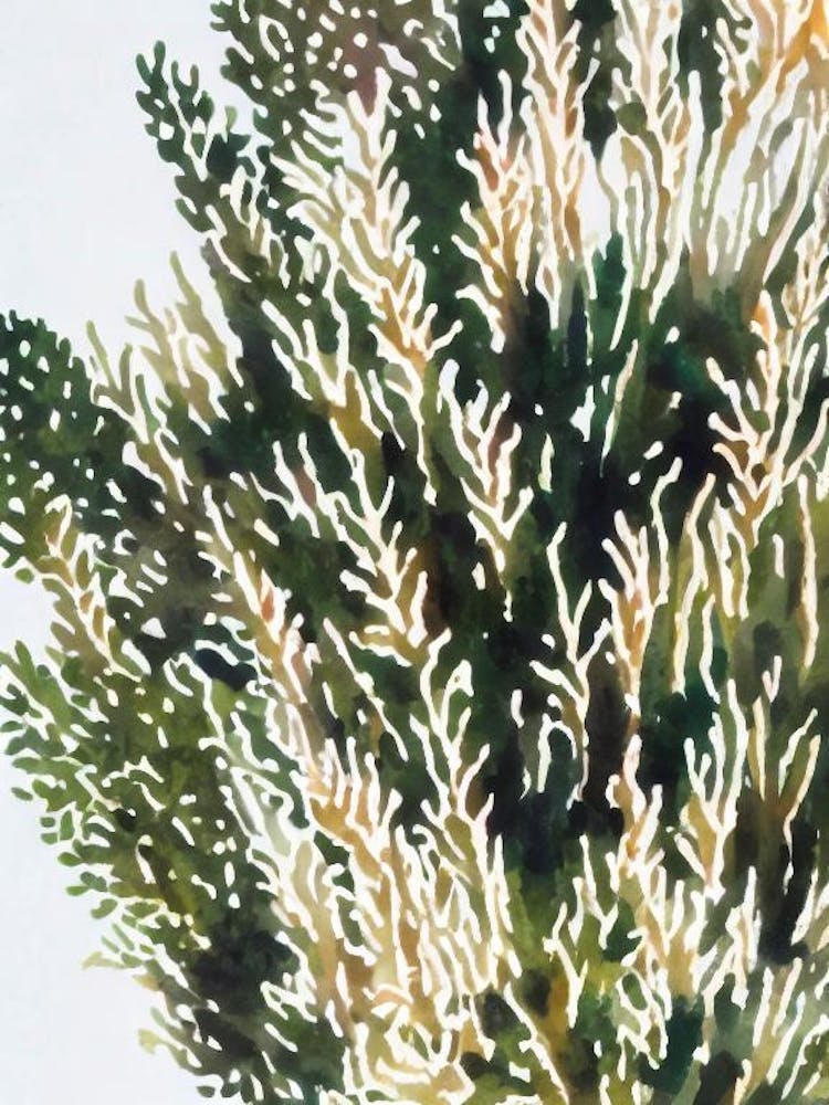 Acropora Millepora Ssp Efflorescens 2 Vintage Graphic Watercolour