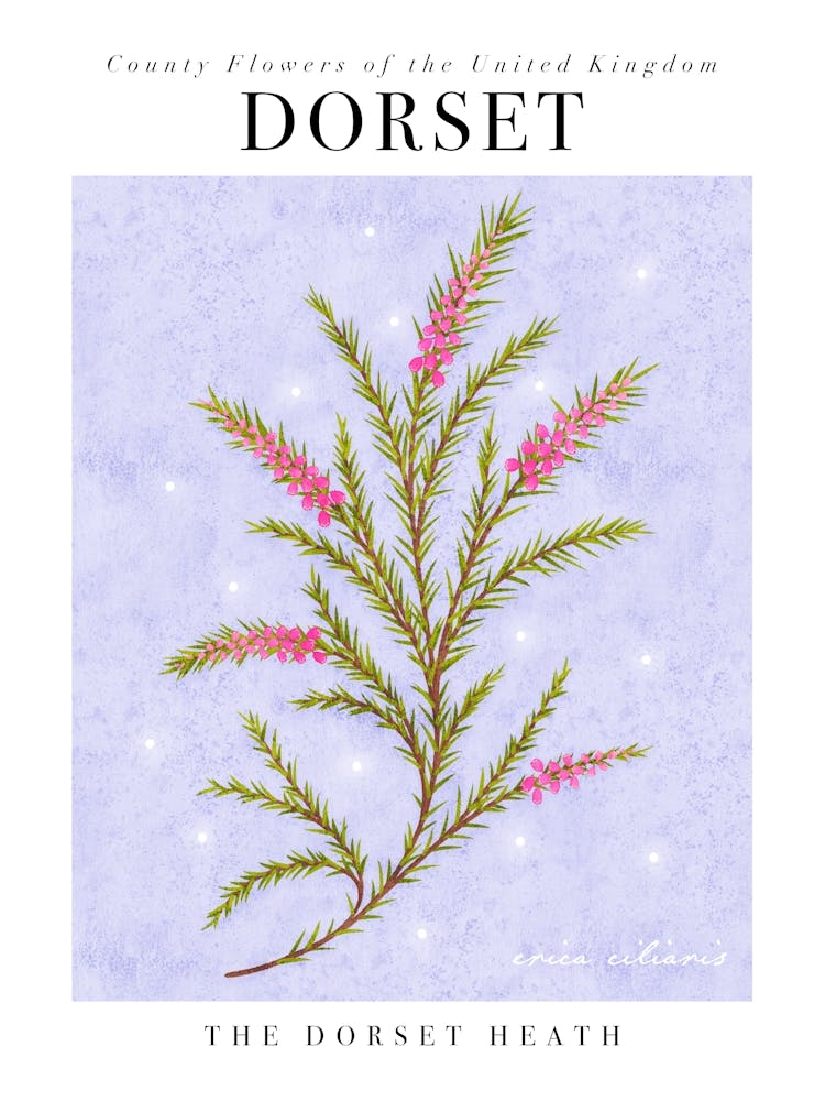 UK County Flowers Dorset Heath