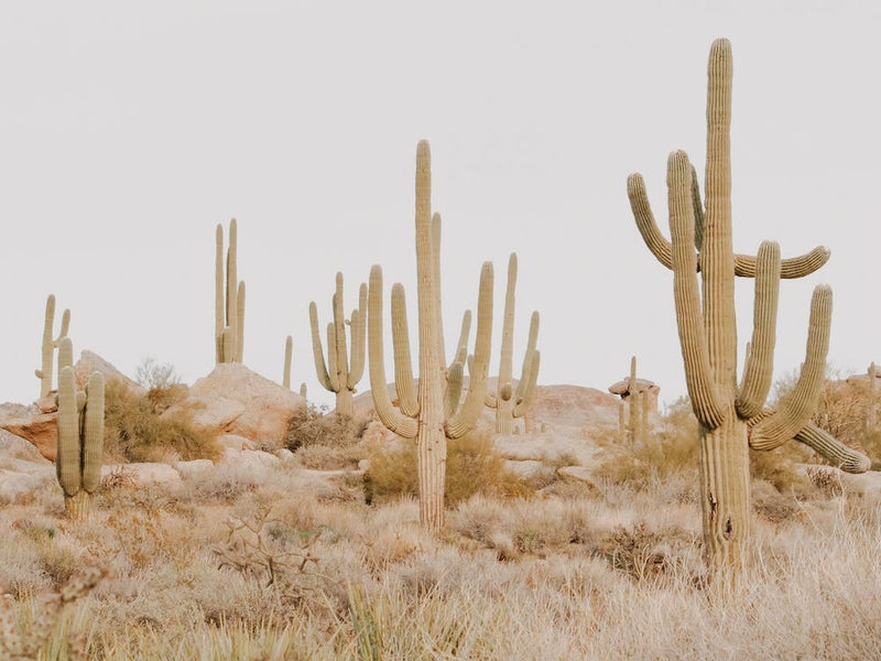 Arizona Landscape