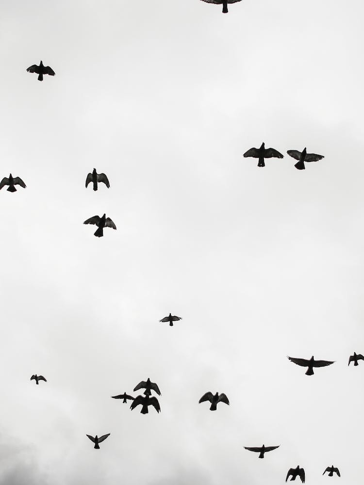 Flight And Freedom 04