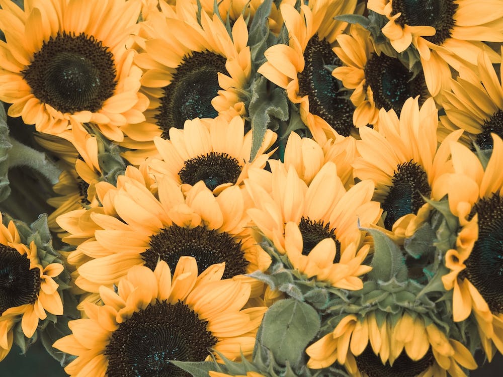 Sunflower Patch