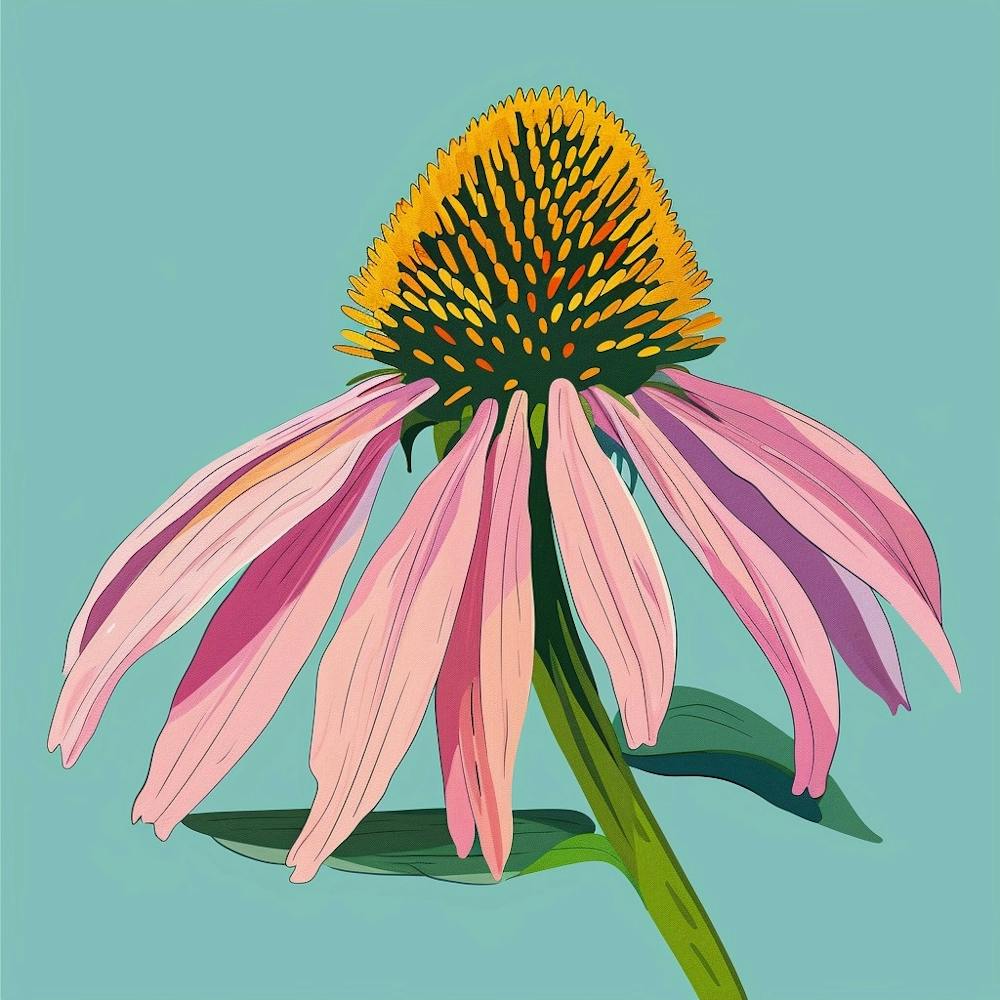 Coneflower Square Flower Illustration
