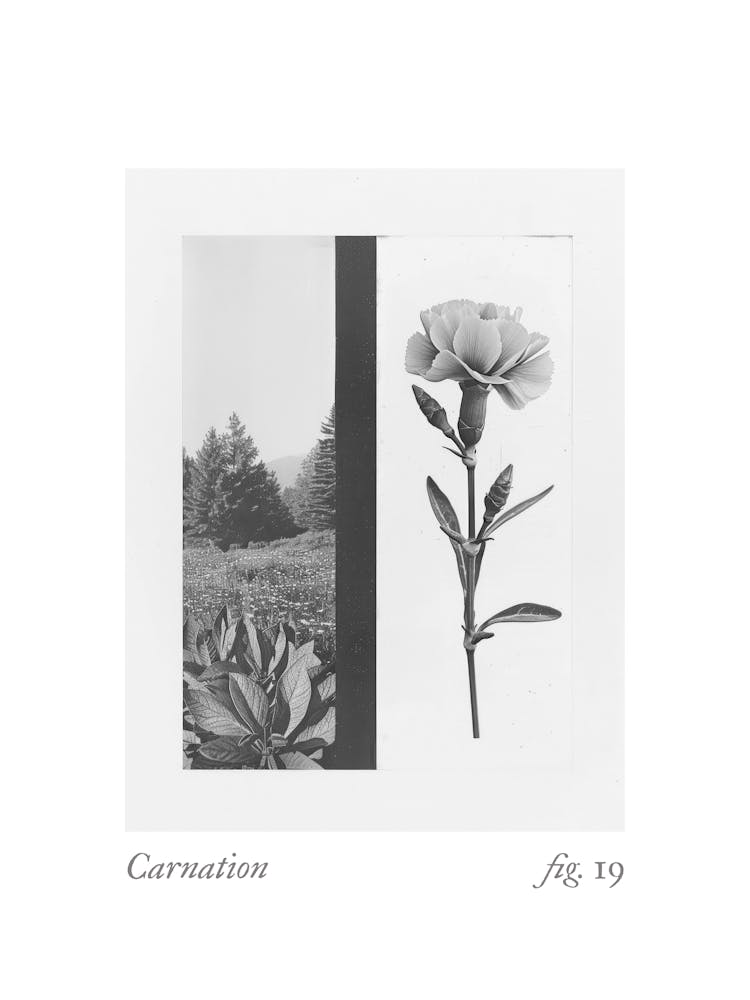 Carnation Botanical Collage 3