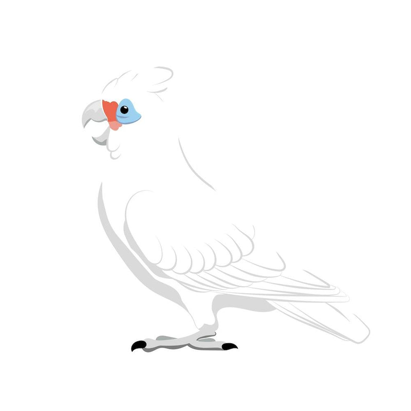 Little Corella