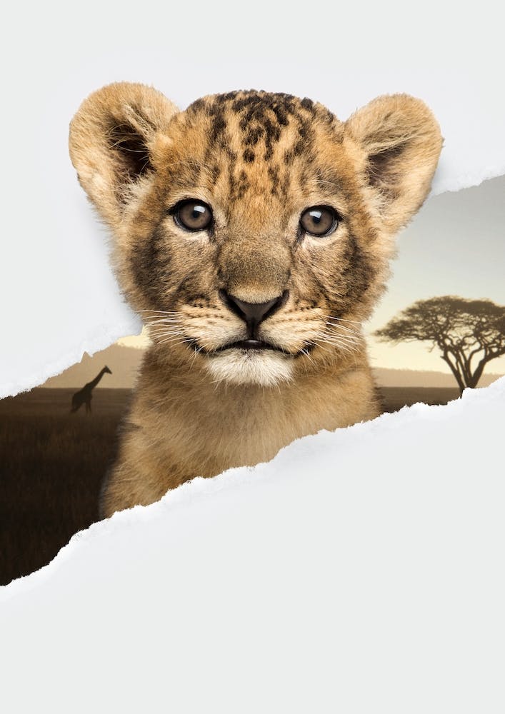 Lion Cub Torn Paper