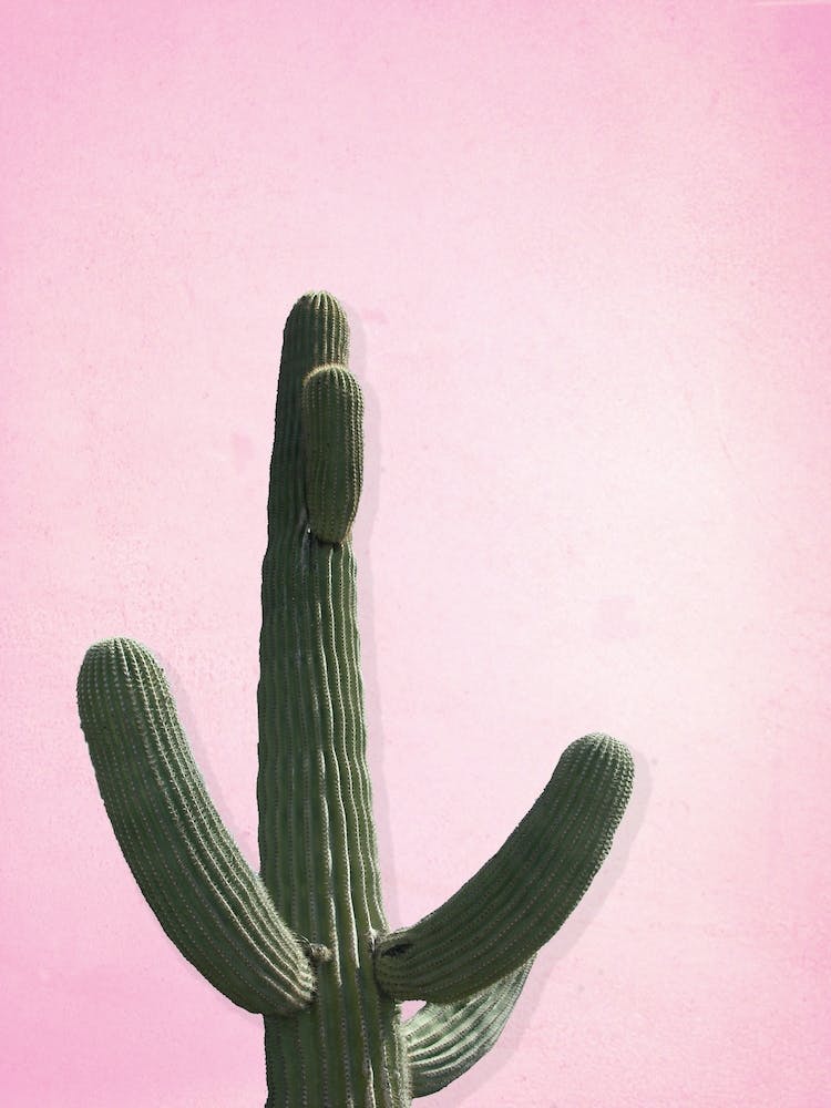 Cactus #1
