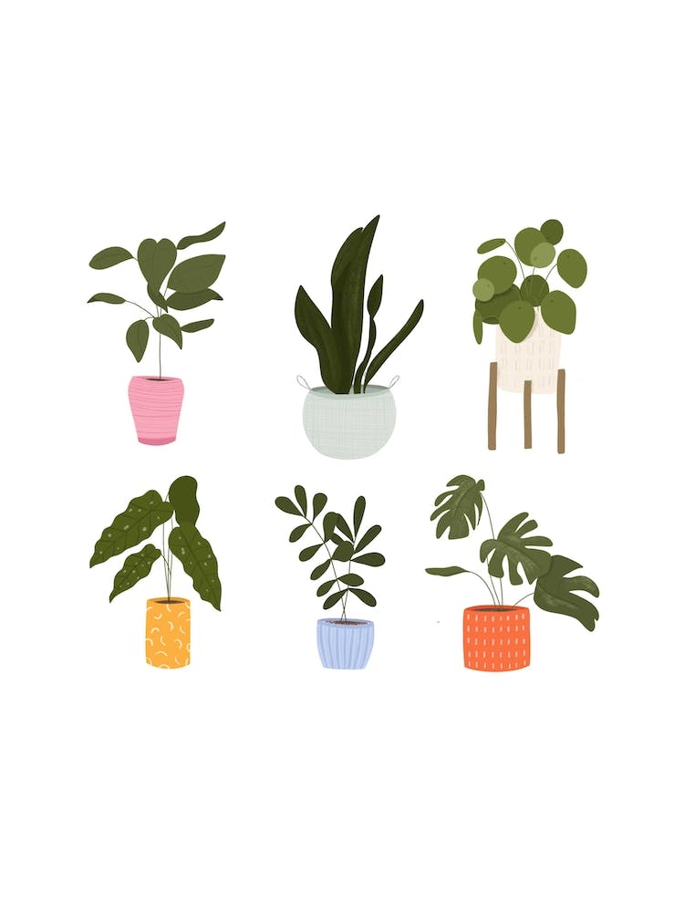 House Plants