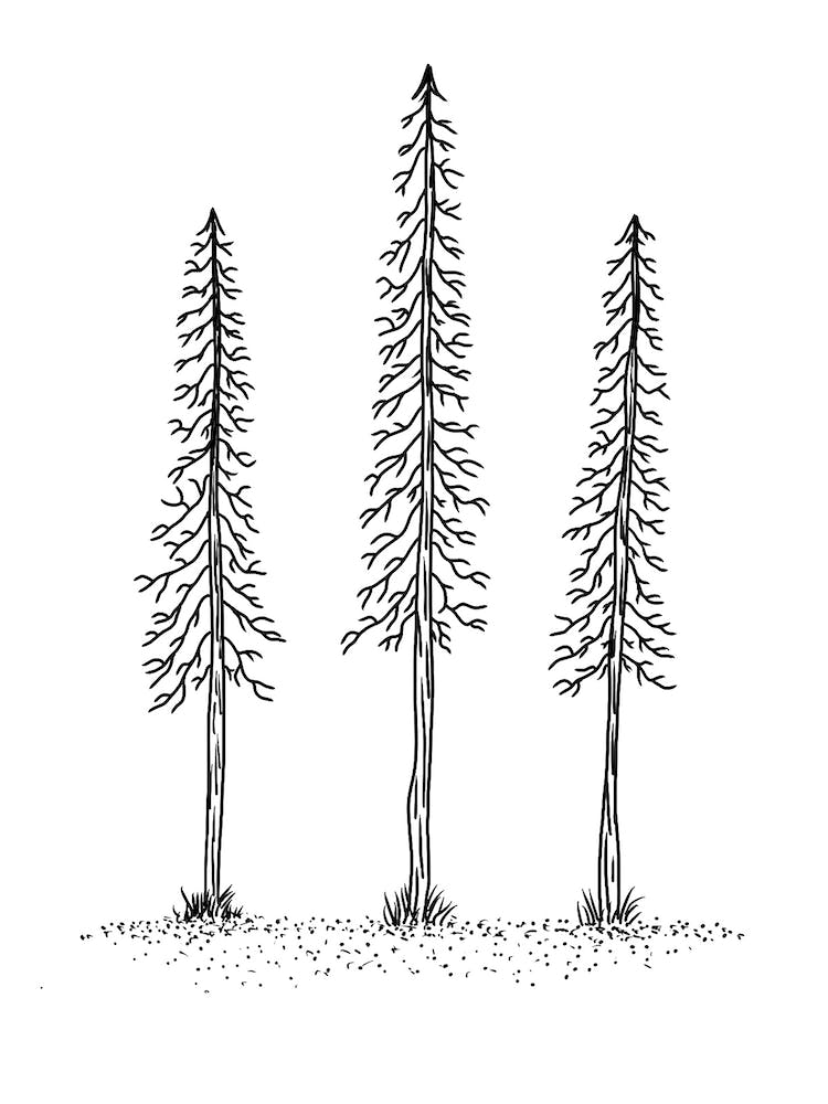 Trio Of Trees Fine Line