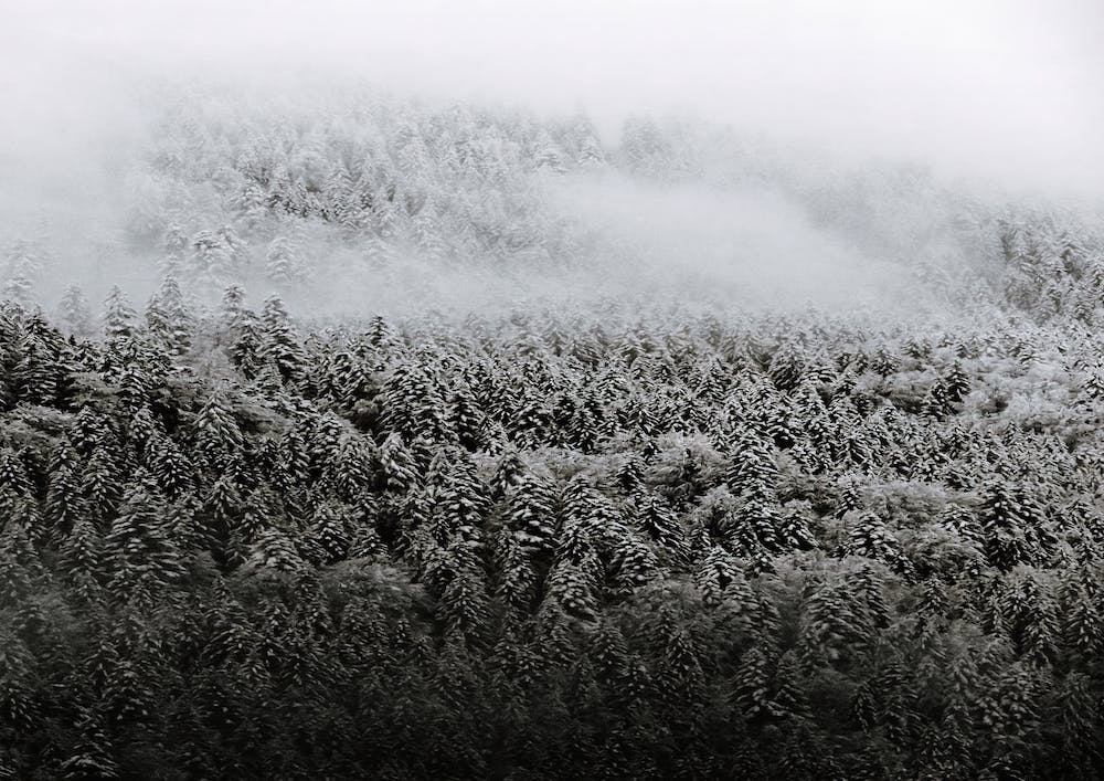 Black And White Fog Forest