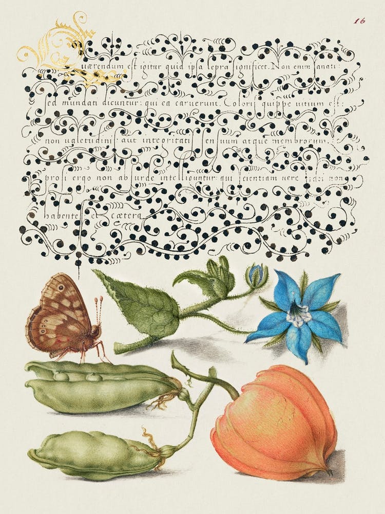 Speckled Wood, Talewort, Garden Pea, And Lantern Plant From Mira Calligraphiae Monumenta Or The Model Book Of Calligraphy (1561–1596), Joris Hoefnagel