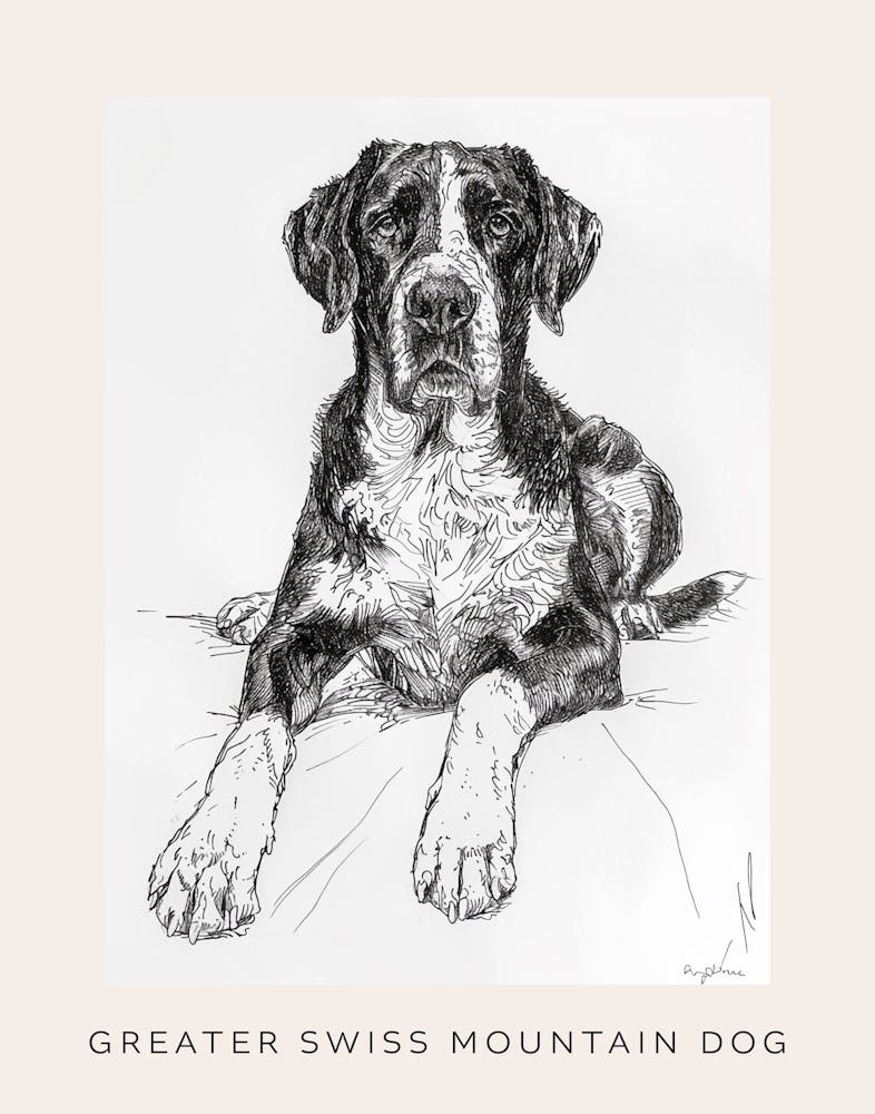 Greater Swiss Mountain Dog Line Sketch 1 Poster