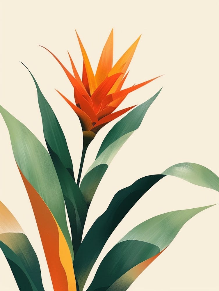 Bromeliad Plant Minimalist Illustration 2