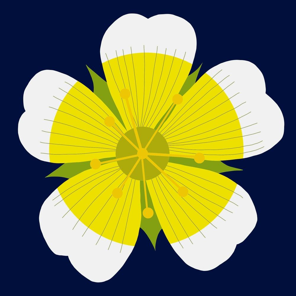 Meadowfoam Flower
