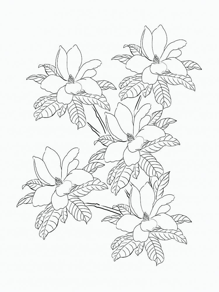 Magnolia In Ink