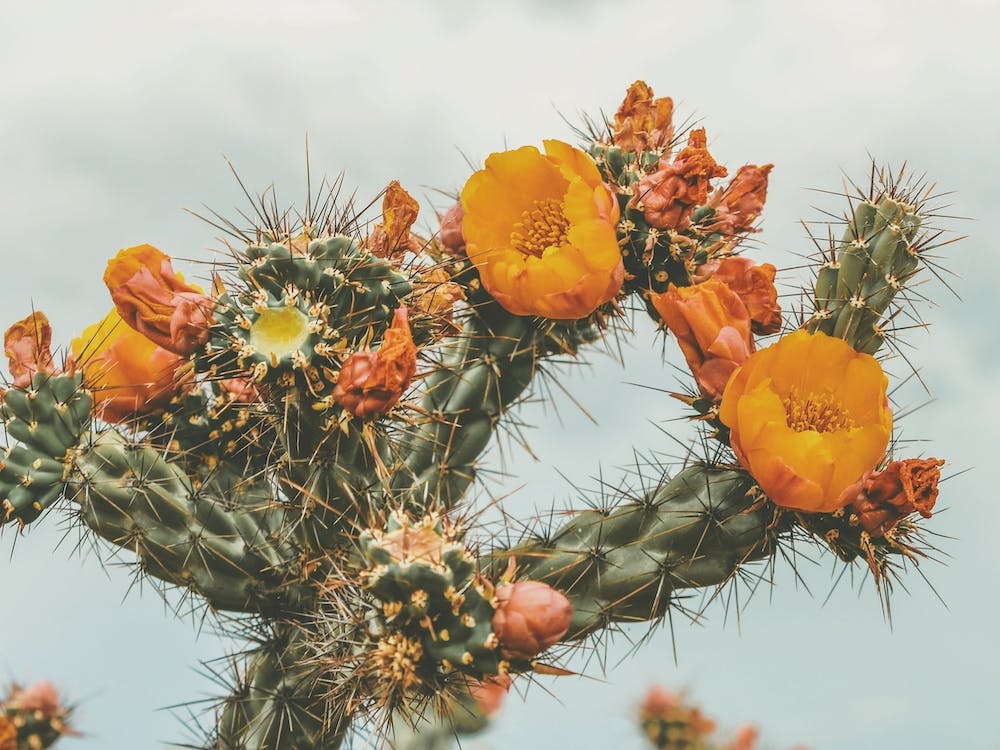 Colorful Cactus Flowers
