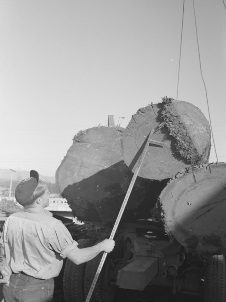 Scaler Who Measures And Determines Extent Of Rot In Logs, Tillamook, Oregon By Russell Lee