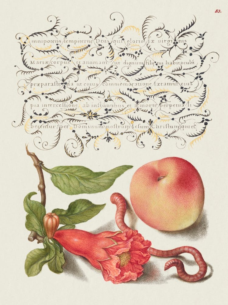 Pomegranate, Worm, And Peach From Mira Calligraphiae Monumenta Or The Model Book Of Calligraphy (1561–1596), Joris Hoefnagel