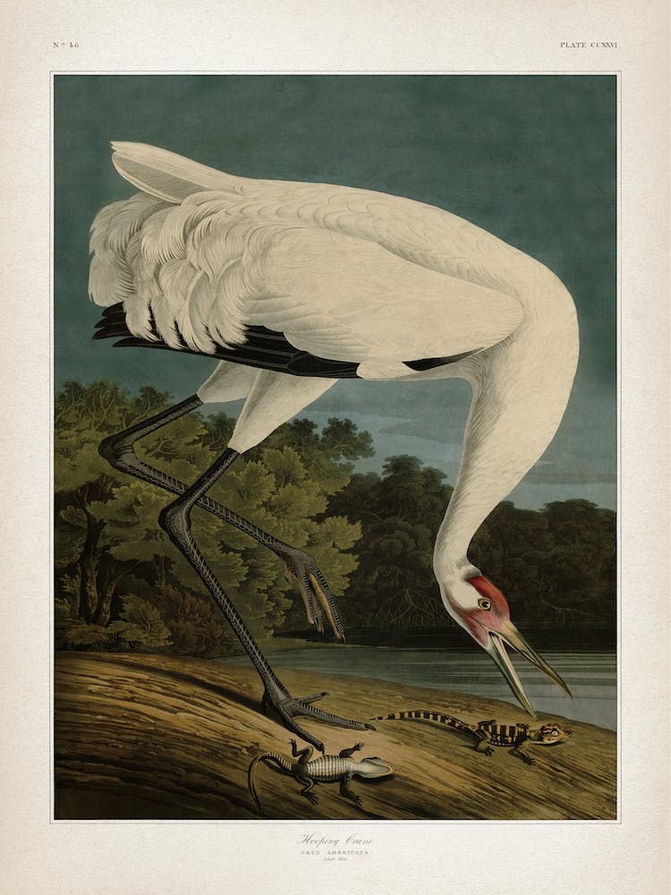 Vintage Audubon 1 Hooping Crane