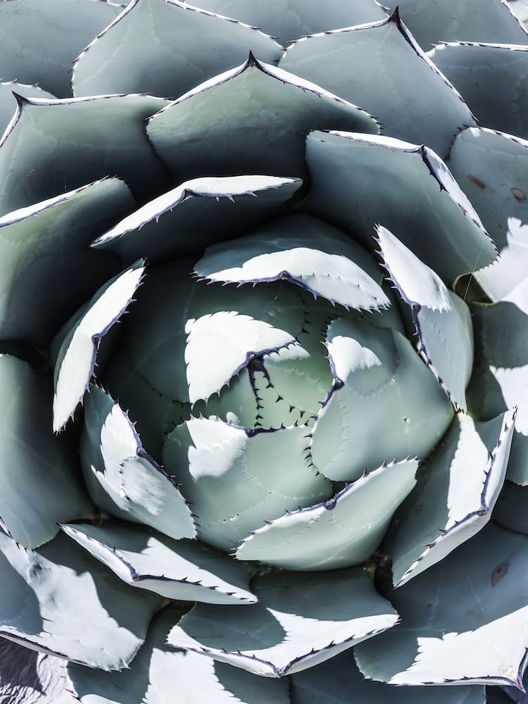 Blue Agave Top