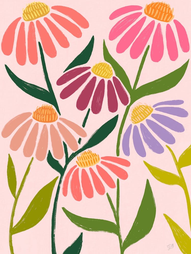 Echinacea