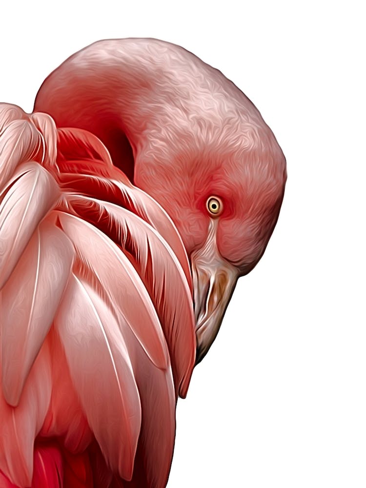 Pink Flamingo Profile