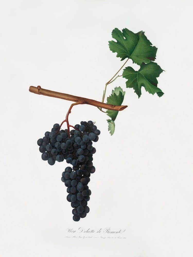 Dolcetto Grapes (Vitis Vinifera) From Pomona Italiana (1817 - 1839), Giorgio Gallesio