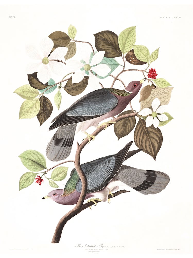 Band Tailed Pigeon
