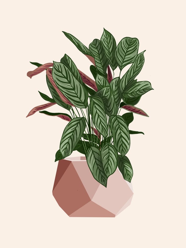 Calathea Freddie