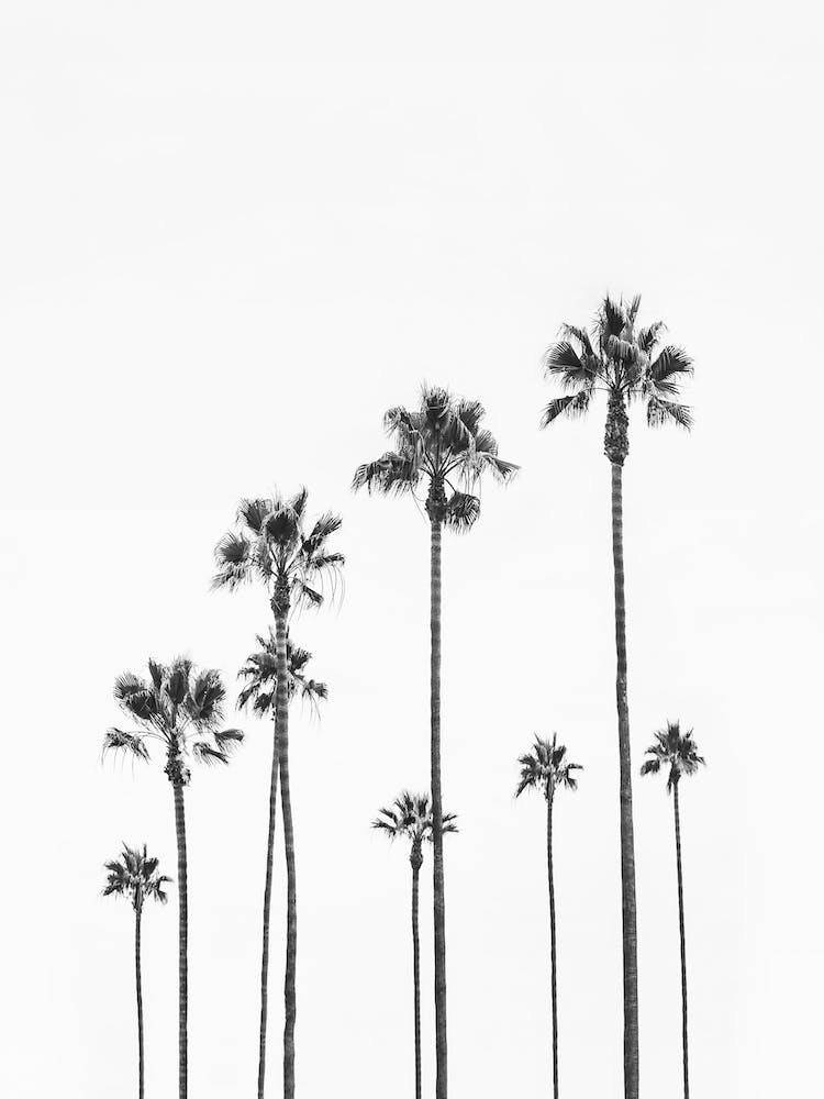 Black Palm Trees