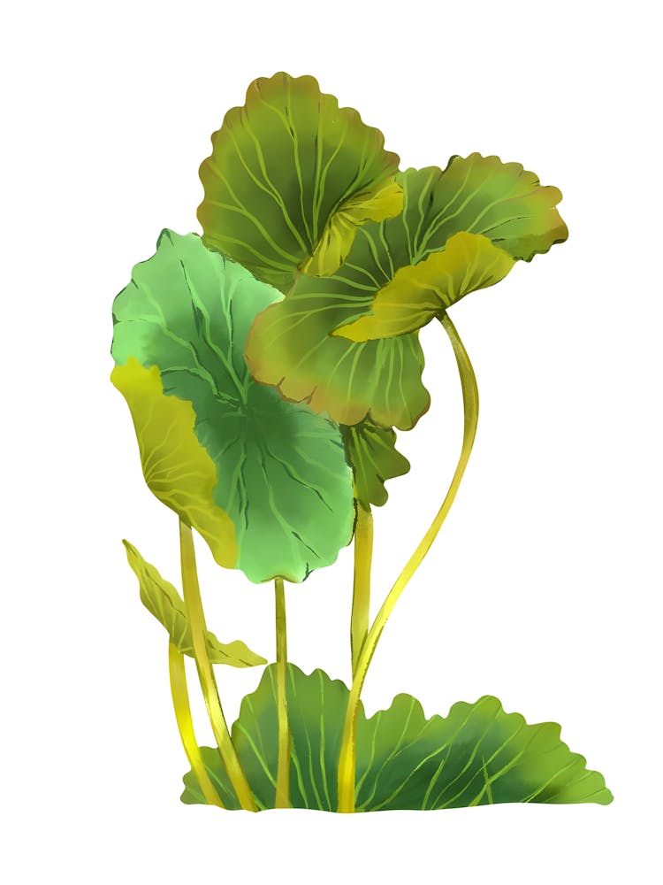 Ginkgo Leaf 1
