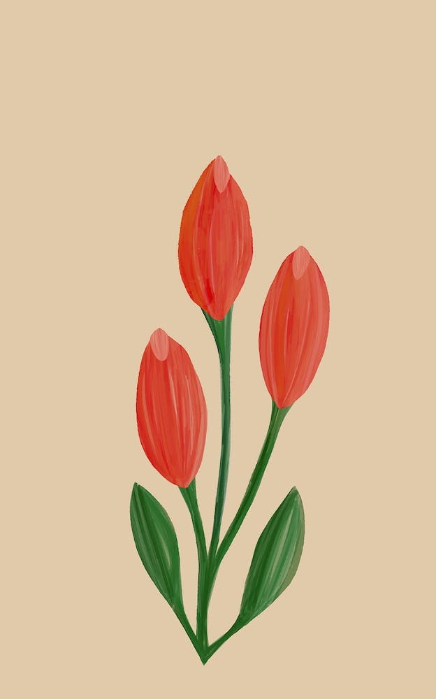 Red Tulips