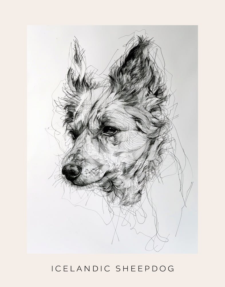 Icelandic Sheepdog Line Art 1 Poster