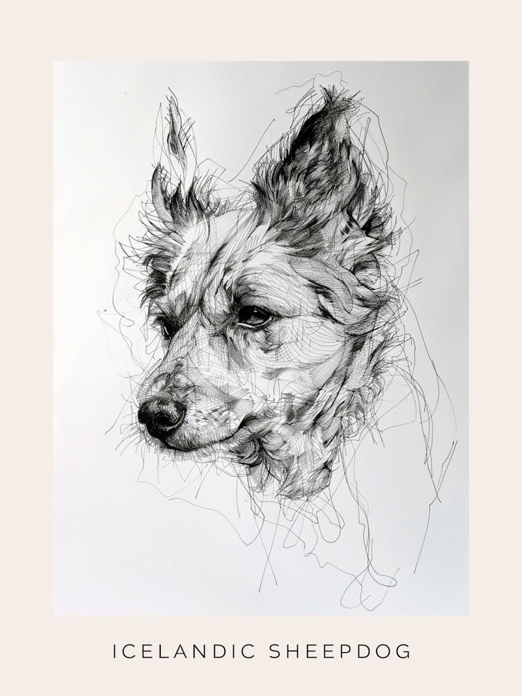 Icelandic Sheepdog Line Art 1 Poster