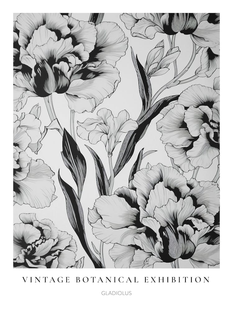 Gladiolus B&W Vintage Botanical Poster