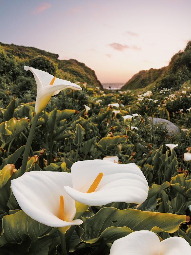 White Flower Patch