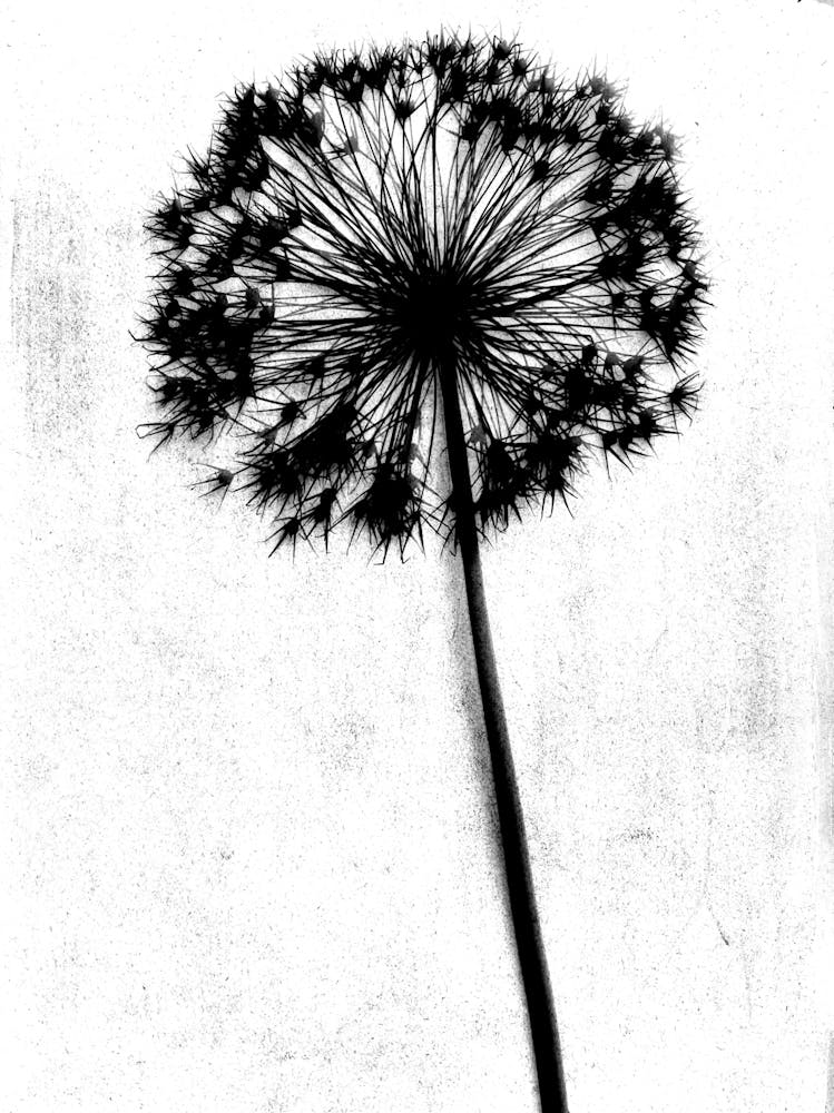 White black single allium