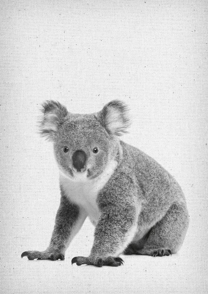 Koala II