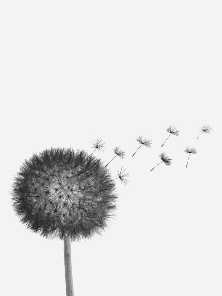 Retro-Blume Löwenzahnsamen